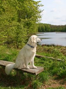 Preview wallpaper dog, bench, sit, summer, waiting