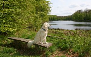 Preview wallpaper dog, bench, sit, summer, waiting