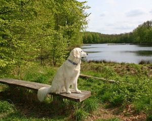 Preview wallpaper dog, bench, sit, summer, waiting