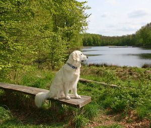 Preview wallpaper dog, bench, sit, summer, waiting