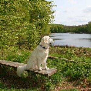 Preview wallpaper dog, bench, sit, summer, waiting