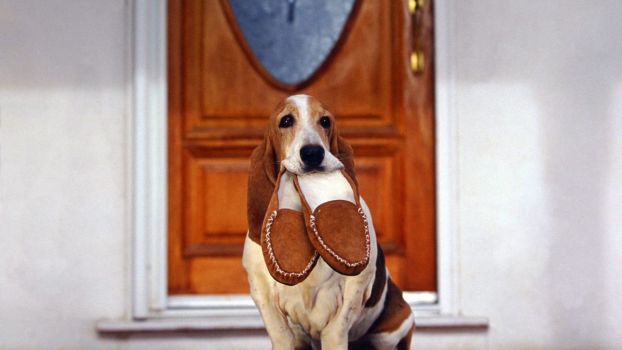 Wallpaper dog, big ears, slippers, loyalty, devotion