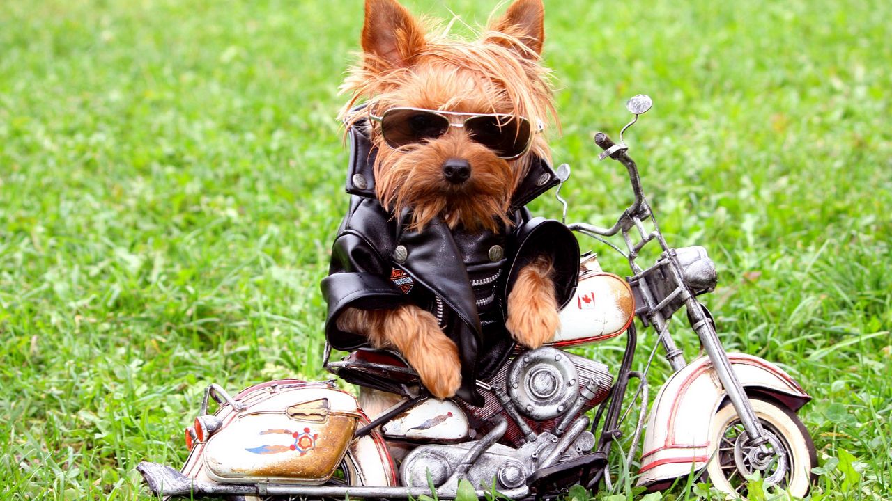 Wallpaper dog, biker, jackets, leather jackets, grass, yorkshire terrier