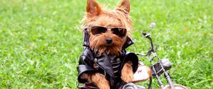 Preview wallpaper dog, biker, jackets, leather jackets, grass, yorkshire terrier