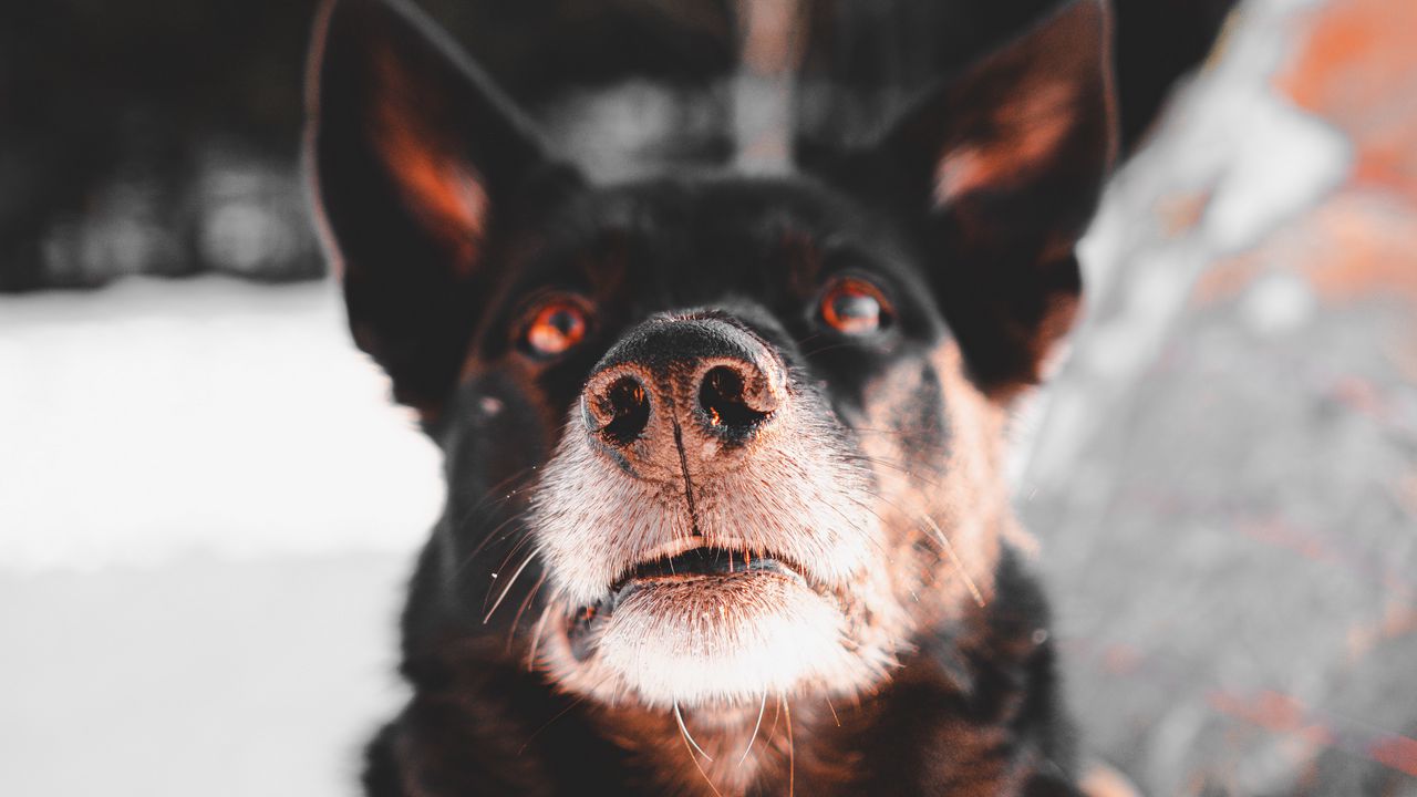 Wallpaper dog, black, face, pet
