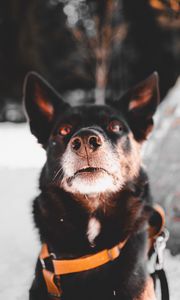 Preview wallpaper dog, black, face, pet