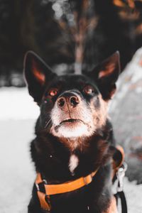 Preview wallpaper dog, black, face, pet