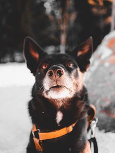 Preview wallpaper dog, black, face, pet