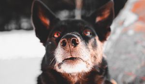 Preview wallpaper dog, black, face, pet