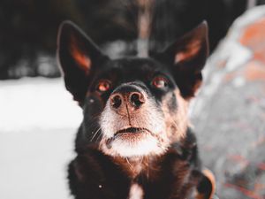 Preview wallpaper dog, black, face, pet
