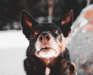 Preview wallpaper dog, black, face, pet