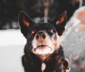 Preview wallpaper dog, black, face, pet
