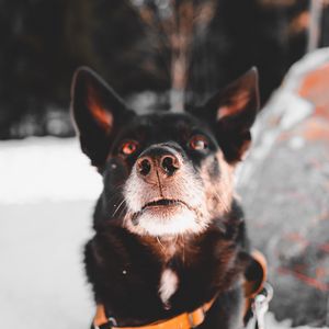 Preview wallpaper dog, black, face, pet
