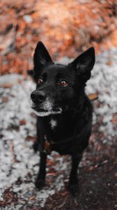 Preview wallpaper dog, black, muzzle, sight, pet