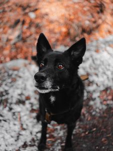 Preview wallpaper dog, black, muzzle, sight, pet