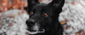 Preview wallpaper dog, black, muzzle, sight, pet