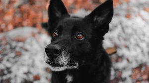 Preview wallpaper dog, black, muzzle, sight, pet