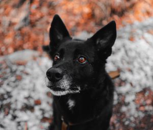 Preview wallpaper dog, black, muzzle, sight, pet