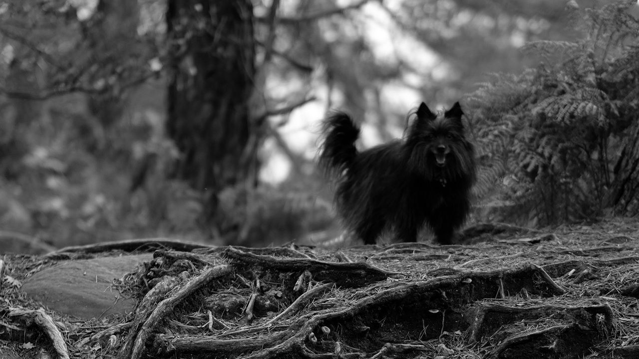 Wallpaper dog, black, pet, bw, nature hd, picture, image