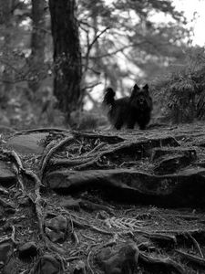 Preview wallpaper dog, black, pet, bw, nature