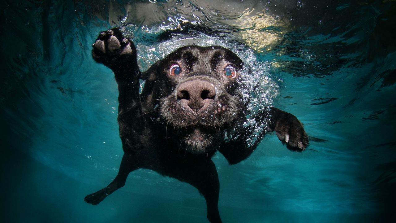 Wallpaper dog, black, underwater, swimming, water