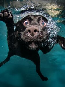 Preview wallpaper dog, black, underwater, swimming, water