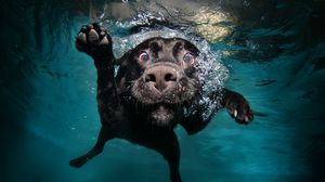 Preview wallpaper dog, black, underwater, swimming, water