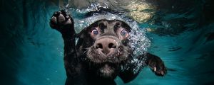 Preview wallpaper dog, black, underwater, swimming, water