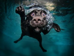 Preview wallpaper dog, black, underwater, swimming, water