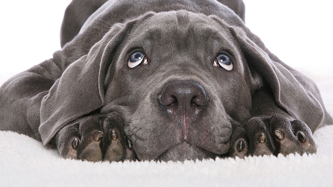 Wallpaper dog, black, white, face, cute