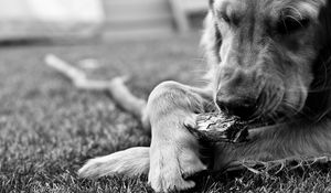 Preview wallpaper dog, black white, stick, chew, play, hairy