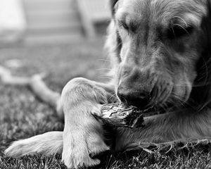 Preview wallpaper dog, black white, stick, chew, play, hairy