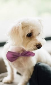 Preview wallpaper dog, bow tie, puppy