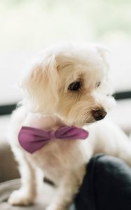 Preview wallpaper dog, bow tie, puppy