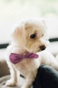 Preview wallpaper dog, bow tie, puppy