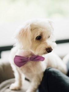 Preview wallpaper dog, bow tie, puppy