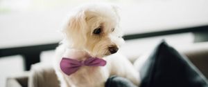 Preview wallpaper dog, bow tie, puppy