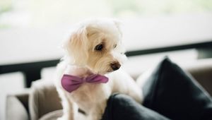 Preview wallpaper dog, bow tie, puppy