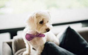 Preview wallpaper dog, bow tie, puppy