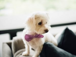 Preview wallpaper dog, bow tie, puppy