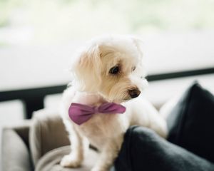 Preview wallpaper dog, bow tie, puppy