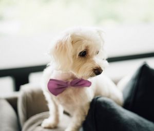 Preview wallpaper dog, bow tie, puppy