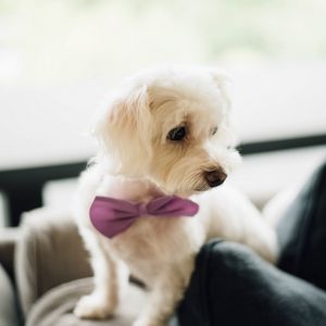 Preview wallpaper dog, bow tie, puppy