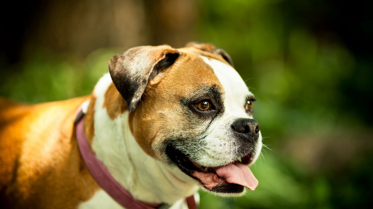 Wallpaper dog, boxer, collar, eyes, protruding tongue