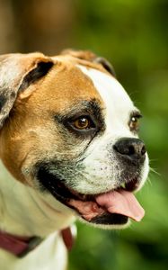 Preview wallpaper dog, boxer, collar, eyes, protruding tongue