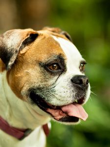 Preview wallpaper dog, boxer, collar, eyes, protruding tongue