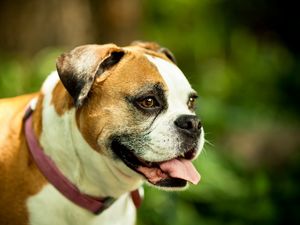 Preview wallpaper dog, boxer, collar, eyes, protruding tongue