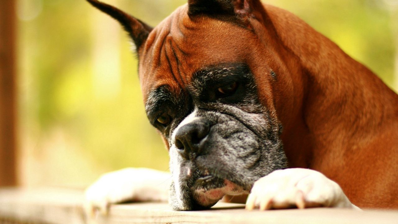Wallpaper dog, boxer, evil, face