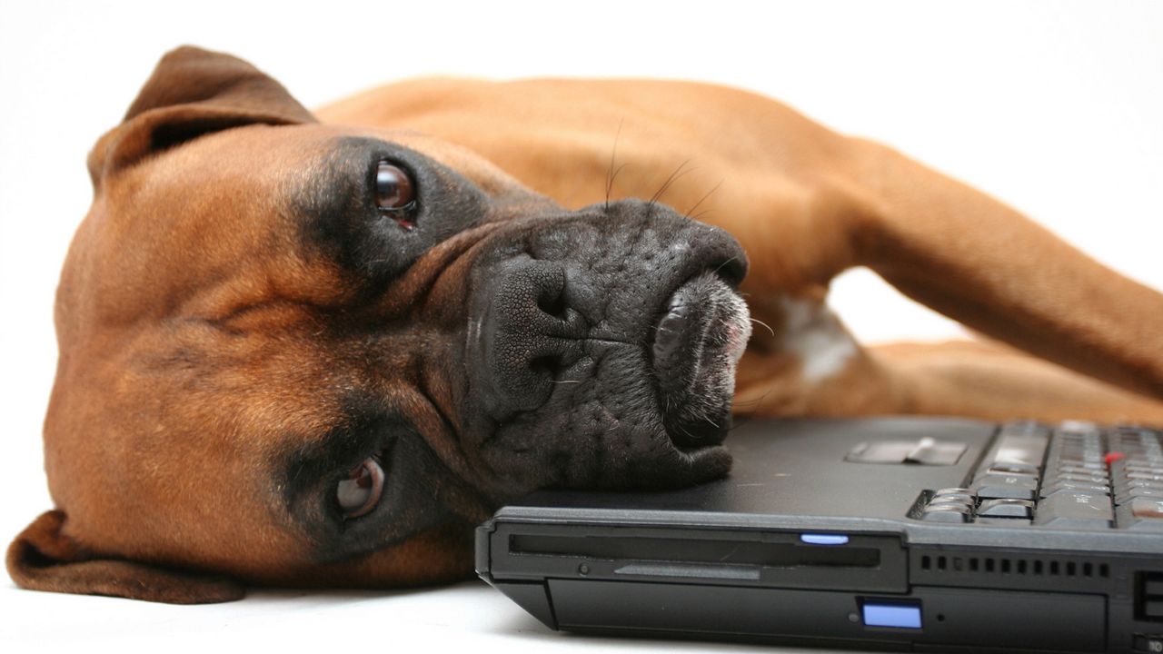 Wallpaper dog, boxer, laptop, lie, face