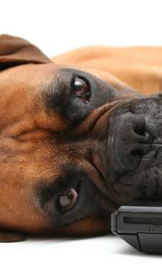 Preview wallpaper dog, boxer, laptop, lie, face
